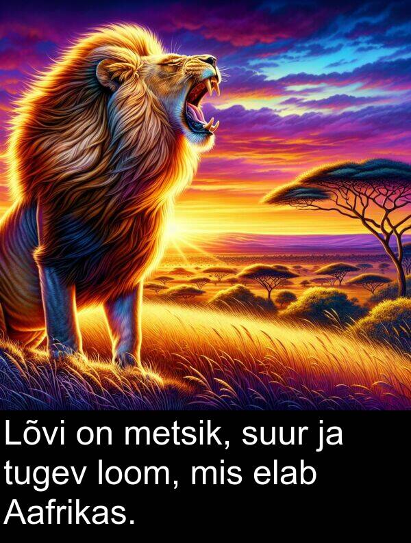 tugev: Lõvi on metsik, suur ja tugev loom, mis elab Aafrikas.
