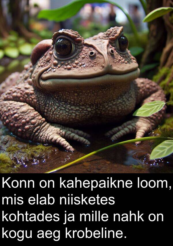 kohtades: Konn on kahepaikne loom, mis elab niisketes kohtades ja mille nahk on kogu aeg krobeline.