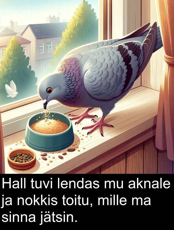 tuvi: Hall tuvi lendas mu aknale ja nokkis toitu, mille ma sinna jätsin.