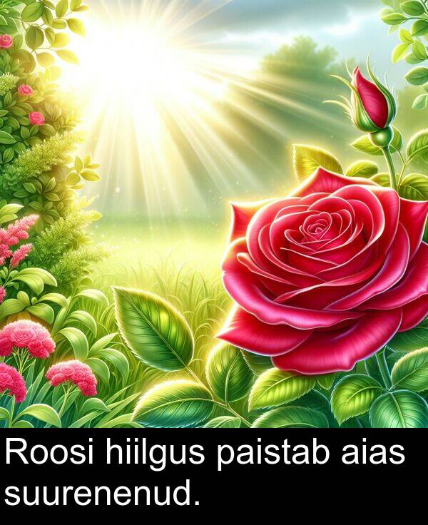suurenenud: Roosi hiilgus paistab aias suurenenud.