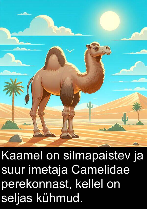 kühmud: Kaamel on silmapaistev ja suur imetaja Camelidae perekonnast, kellel on seljas kühmud.