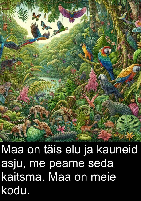 kodu: Maa on täis elu ja kauneid asju, me peame seda kaitsma. Maa on meie kodu.