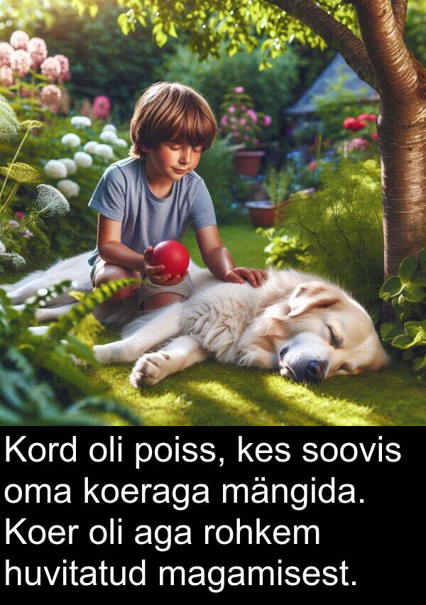 huvitatud: Kord oli poiss, kes soovis oma koeraga mängida. Koer oli aga rohkem huvitatud magamisest.