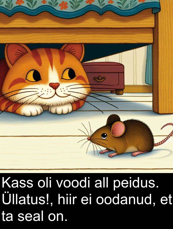voodi: Kass oli voodi all peidus. Üllatus!, hiir ei oodanud, et ta seal on.