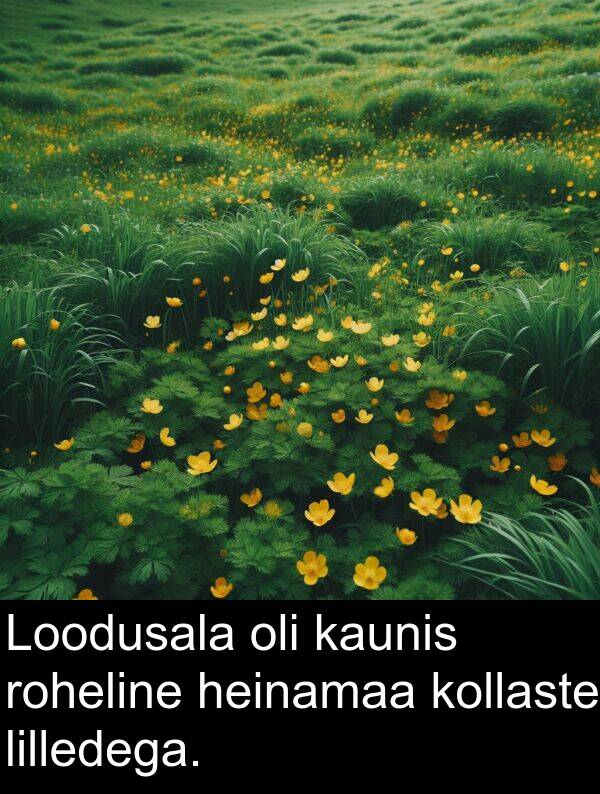 kollaste: Loodusala oli kaunis roheline heinamaa kollaste lilledega.