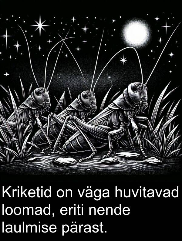 huvitavad: Kriketid on väga huvitavad loomad, eriti nende laulmise pärast.