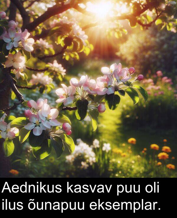 puu: Aednikus kasvav puu oli ilus õunapuu eksemplar.