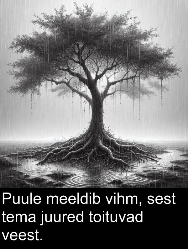 toituvad: Puule meeldib vihm, sest tema juured toituvad veest.