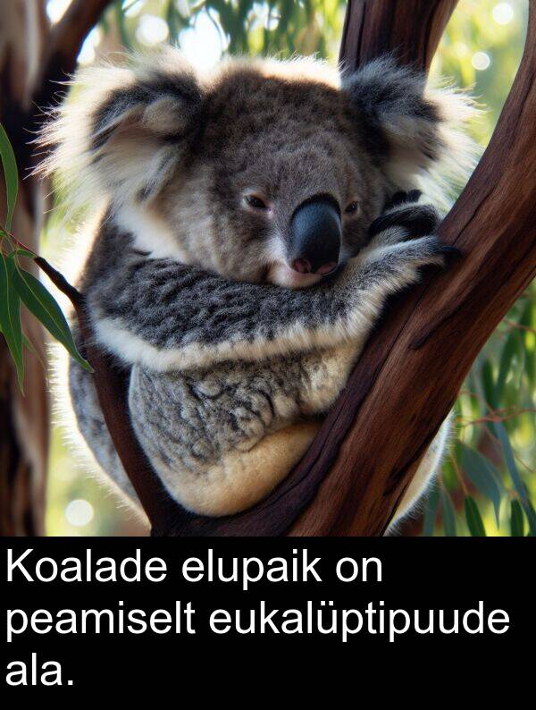 eukalüptipuude: Koalade elupaik on peamiselt eukalüptipuude ala.