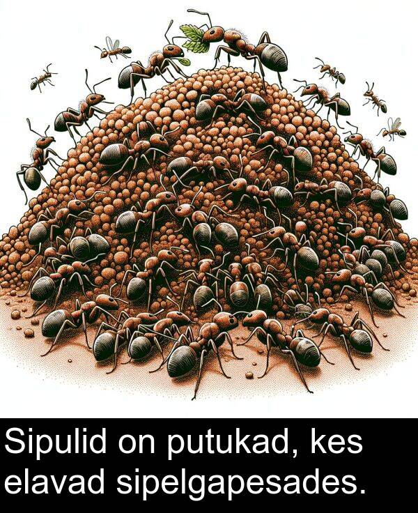 elavad: Sipulid on putukad, kes elavad sipelgapesades.