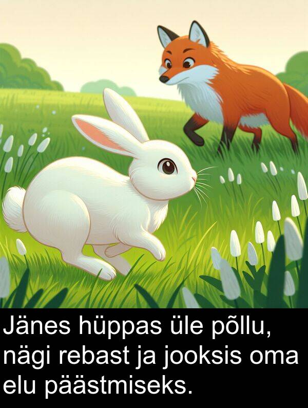 elu: Jänes hüppas üle põllu, nägi rebast ja jooksis oma elu päästmiseks.