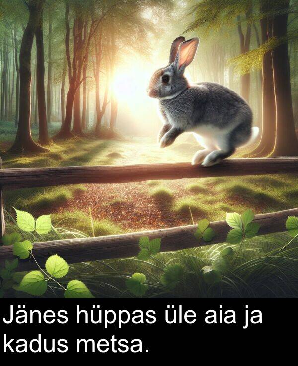 metsa: Jänes hüppas üle aia ja kadus metsa.