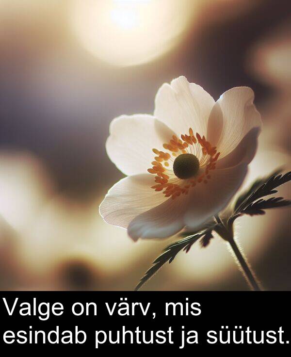 värv: Valge on värv, mis esindab puhtust ja süütust.
