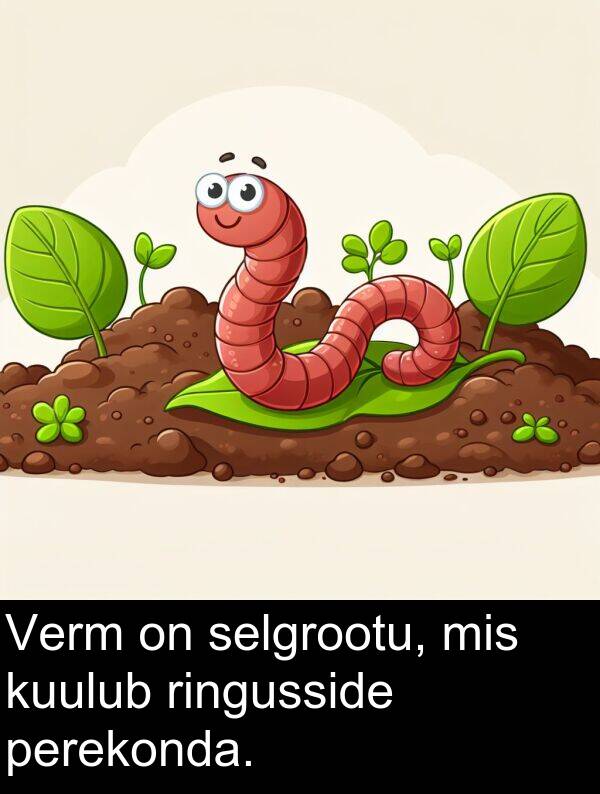 ringusside: Verm on selgrootu, mis kuulub ringusside perekonda.