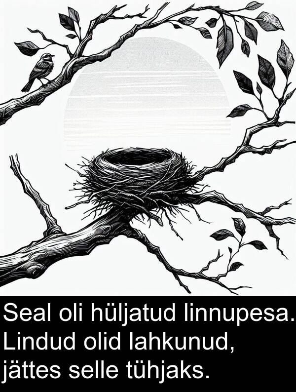 linnupesa: Seal oli hüljatud linnupesa. Lindud olid lahkunud, jättes selle tühjaks.
