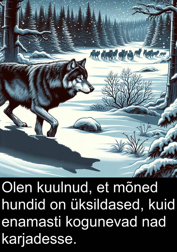 kogunevad: Olen kuulnud, et mõned hundid on üksildased, kuid enamasti kogunevad nad karjadesse.