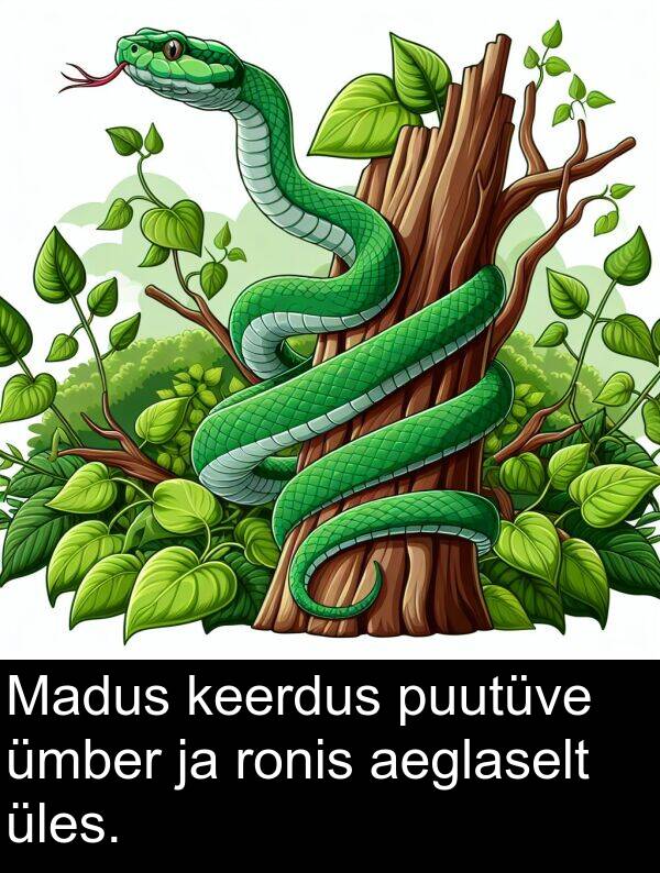 puutüve: Madus keerdus puutüve ümber ja ronis aeglaselt üles.
