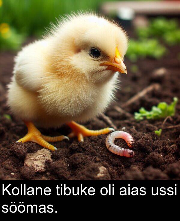 ussi: Kollane tibuke oli aias ussi söömas.