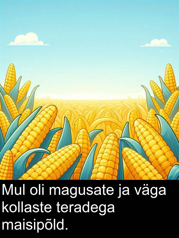 kollaste: Mul oli magusate ja väga kollaste teradega maisipõld.