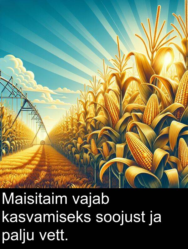 vett: Maisitaim vajab kasvamiseks soojust ja palju vett.