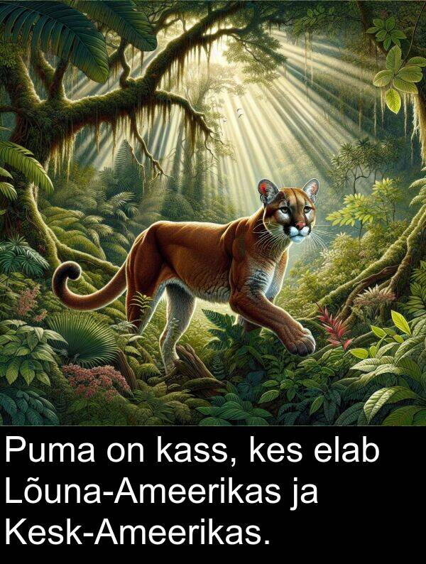 kass: Puma on kass, kes elab Lõuna-Ameerikas ja Kesk-Ameerikas.