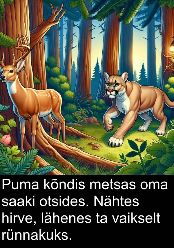 lähenes: Puma kõndis metsas oma saaki otsides. Nähtes hirve, lähenes ta vaikselt rünnakuks.