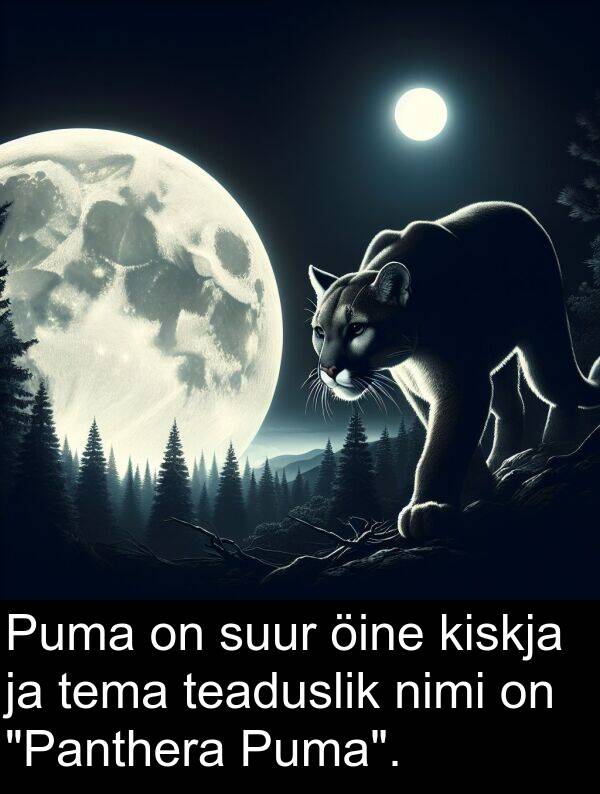 suur: Puma on suur öine kiskja ja tema teaduslik nimi on "Panthera Puma".