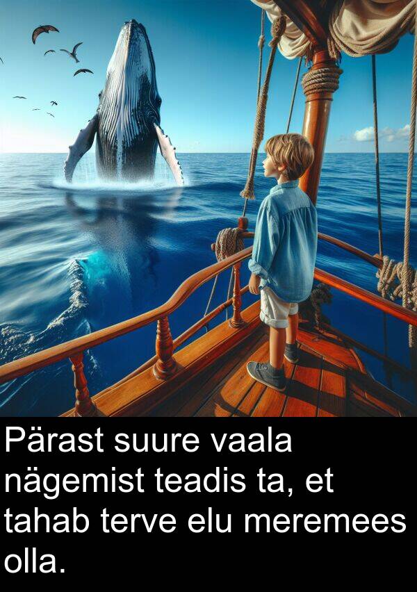 suure: Pärast suure vaala nägemist teadis ta, et tahab terve elu meremees olla.