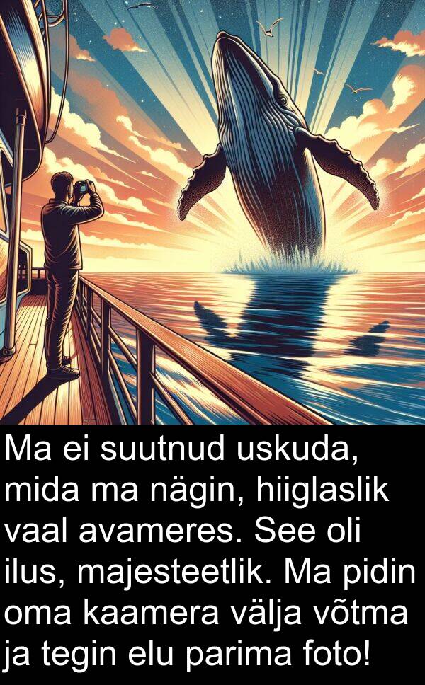 foto: Ma ei suutnud uskuda, mida ma nägin, hiiglaslik vaal avameres. See oli ilus, majesteetlik. Ma pidin oma kaamera välja võtma ja tegin elu parima foto!