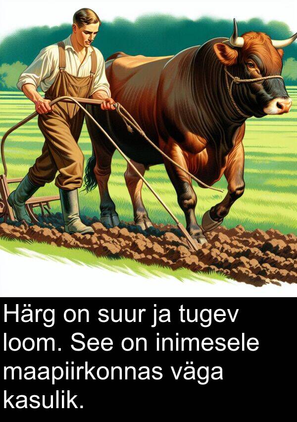 tugev: Härg on suur ja tugev loom. See on inimesele maapiirkonnas väga kasulik.
