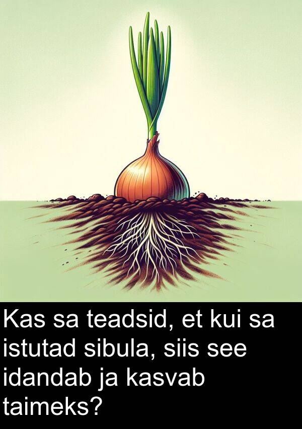 idandab: Kas sa teadsid, et kui sa istutad sibula, siis see idandab ja kasvab taimeks?