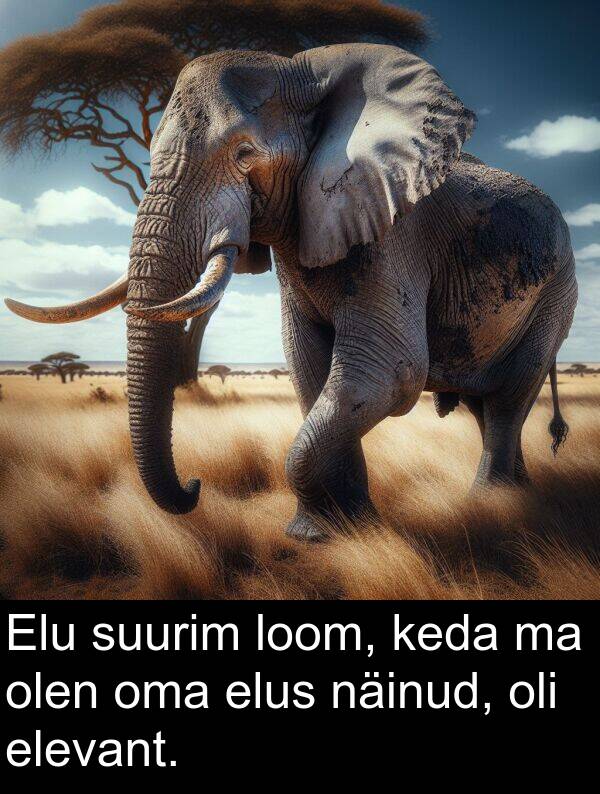 elevant: Elu suurim loom, keda ma olen oma elus näinud, oli elevant.