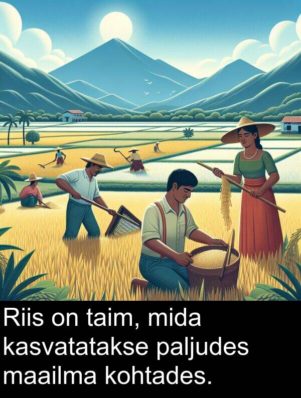 mida: Riis on taim, mida kasvatatakse paljudes maailma kohtades.