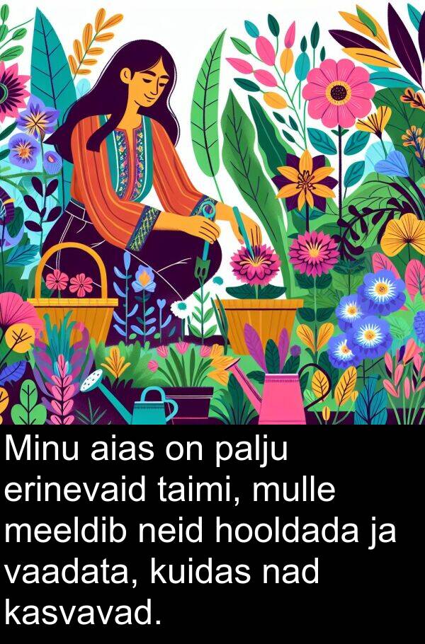 kuidas: Minu aias on palju erinevaid taimi, mulle meeldib neid hooldada ja vaadata, kuidas nad kasvavad.
