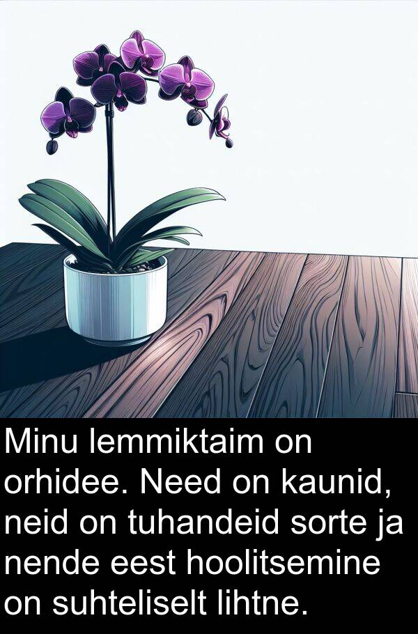 tuhandeid: Minu lemmiktaim on orhidee. Need on kaunid, neid on tuhandeid sorte ja nende eest hoolitsemine on suhteliselt lihtne.