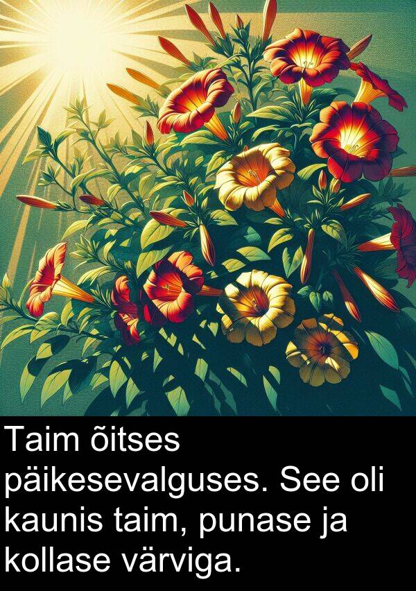 punase: Taim õitses päikesevalguses. See oli kaunis taim, punase ja kollase värviga.