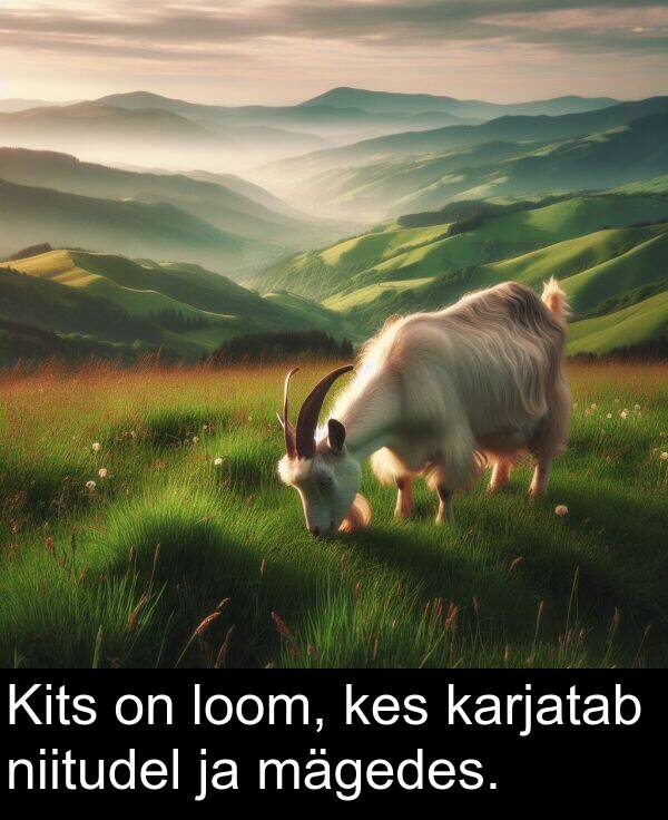 loom: Kits on loom, kes karjatab niitudel ja mägedes.