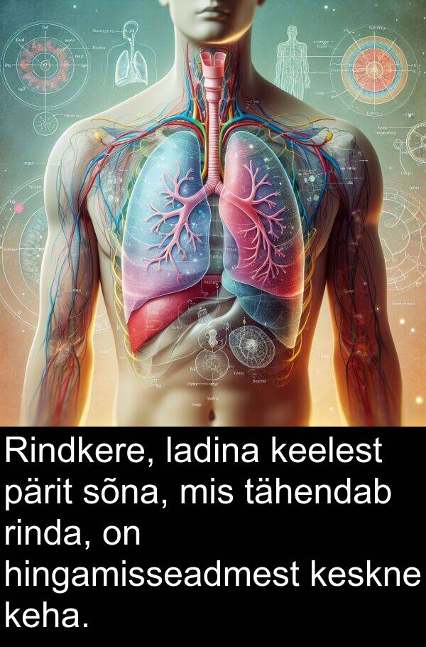 tähendab: Rindkere, ladina keelest pärit sõna, mis tähendab rinda, on hingamisseadmest keskne keha.