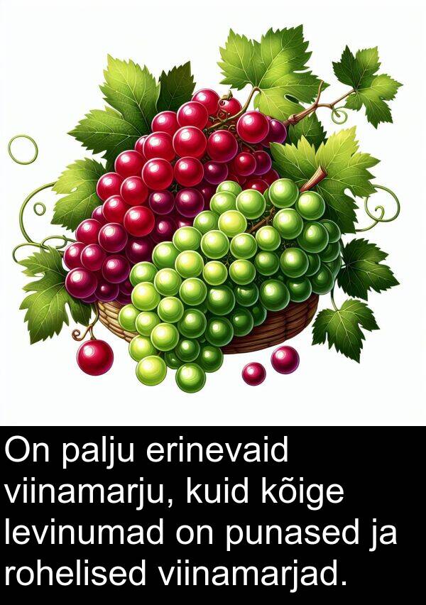 erinevaid: On palju erinevaid viinamarju, kuid kõige levinumad on punased ja rohelised viinamarjad.