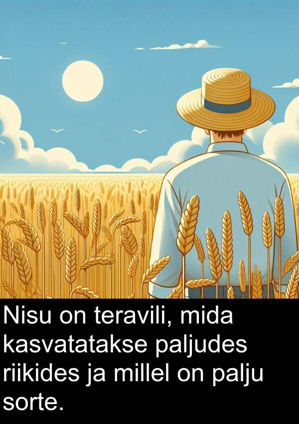 riikides: Nisu on teravili, mida kasvatatakse paljudes riikides ja millel on palju sorte.