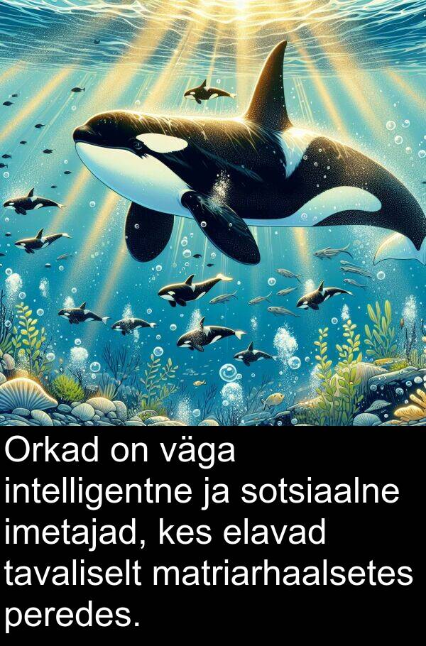 sotsiaalne: Orkad on väga intelligentne ja sotsiaalne imetajad, kes elavad tavaliselt matriarhaalsetes peredes.