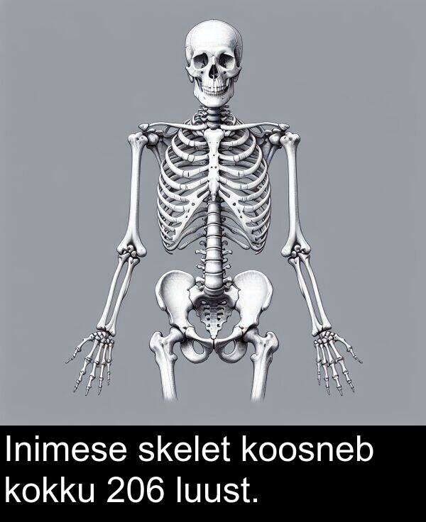 skelet: Inimese skelet koosneb kokku 206 luust.