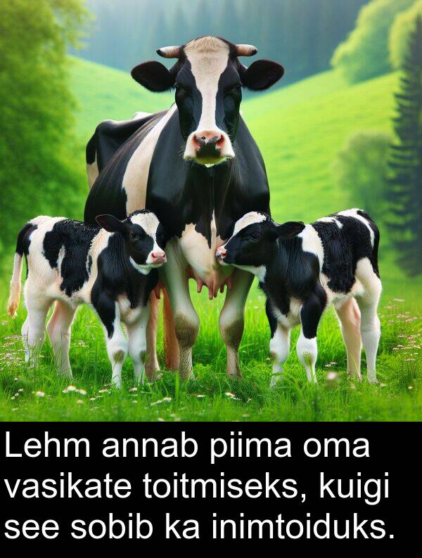 sobib: Lehm annab piima oma vasikate toitmiseks, kuigi see sobib ka inimtoiduks.