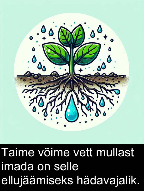 hädavajalik: Taime võime vett mullast imada on selle ellujäämiseks hädavajalik.