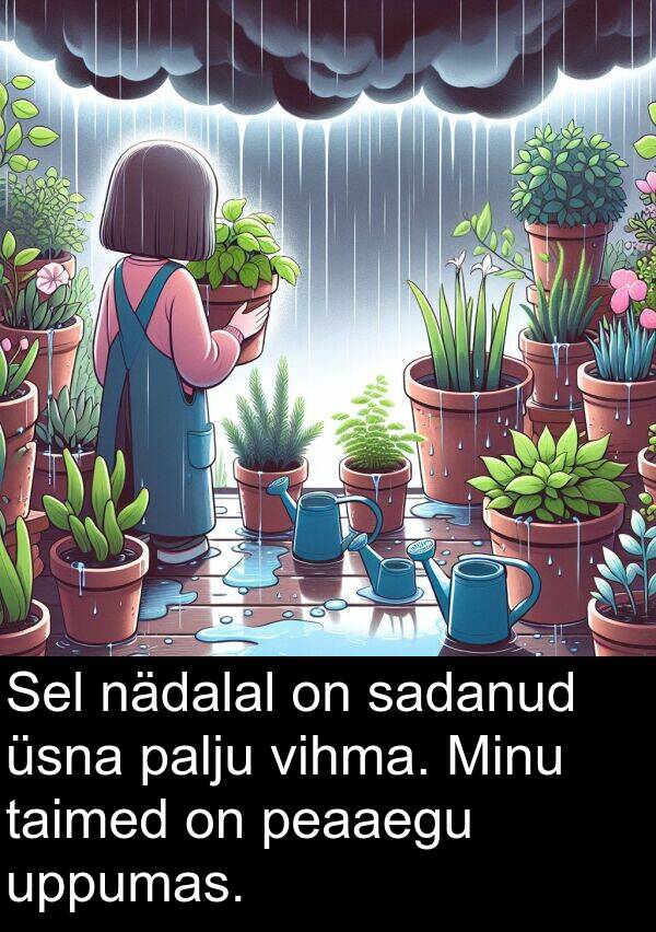 uppumas: Sel nädalal on sadanud üsna palju vihma. Minu taimed on peaaegu uppumas.
