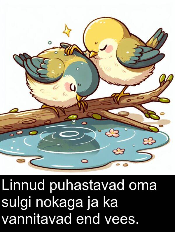 sulgi: Linnud puhastavad oma sulgi nokaga ja ka vannitavad end vees.