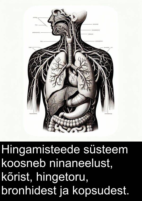 bronhidest: Hingamisteede süsteem koosneb ninaneelust, kõrist, hingetoru, bronhidest ja kopsudest.
