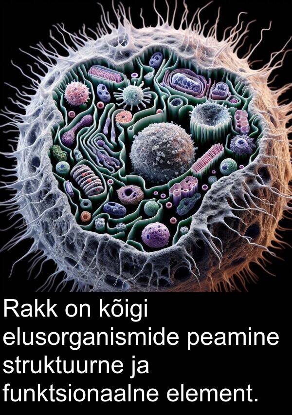 element: Rakk on kõigi elusorganismide peamine struktuurne ja funktsionaalne element.