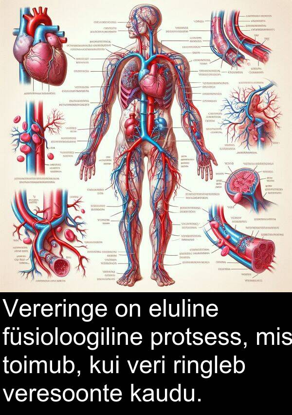 veresoonte: Vereringe on eluline füsioloogiline protsess, mis toimub, kui veri ringleb veresoonte kaudu.