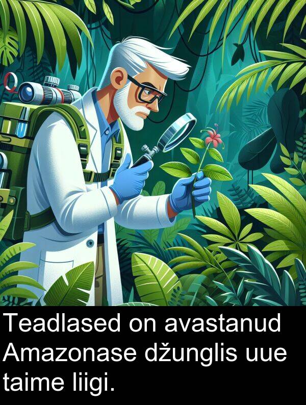 džunglis: Teadlased on avastanud Amazonase džunglis uue taime liigi.